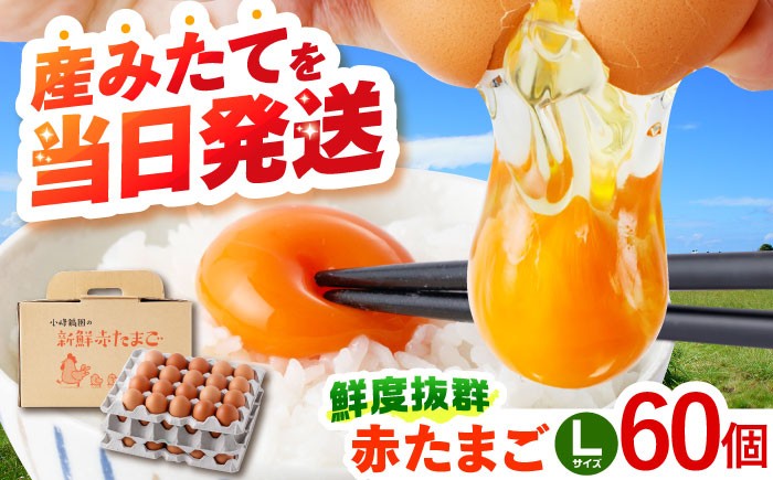 卵 玉子 たまご タマゴ 赤たまご 卵焼き 玉子焼き 生卵 ゆで卵 鶏卵 黄身 鶏 卵かけごはん とれたて