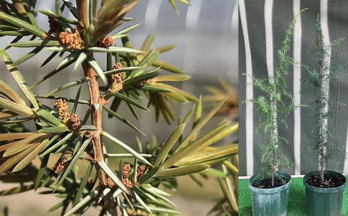 ジュニパーベリー 西洋ネズ 庭木 植木 杜松果 杜松実 杜松子 セイヨウネズ 常緑針葉樹 スリット鉢植え 熊本県 菊陽町