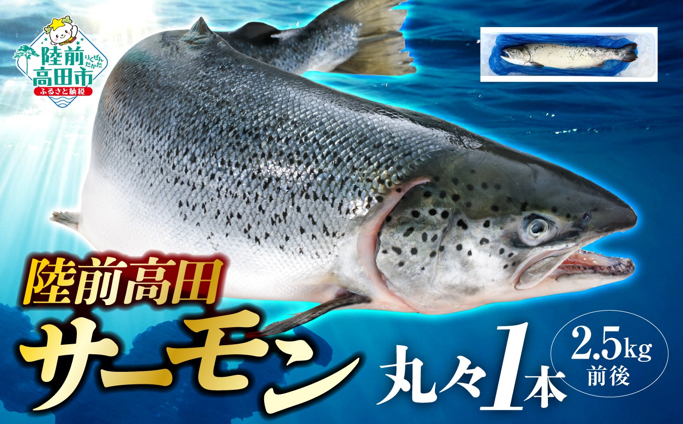 陸前高田サーモン　2.5kg前後です