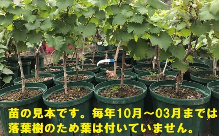 ぶどう ぶどう苗木 ブドウ 苗 植物 家庭菜園 くだもの 葡萄 ぶどうの木 庭木 植木 ジュース ジャム 収穫 熊本県 菊陽町