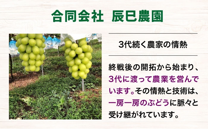 シャインマスカット ぶどう フルーツ 葡萄 ブドウ 果物 贈答 シャイン マスカット 贈答用 人気 おすすめ 送料無料