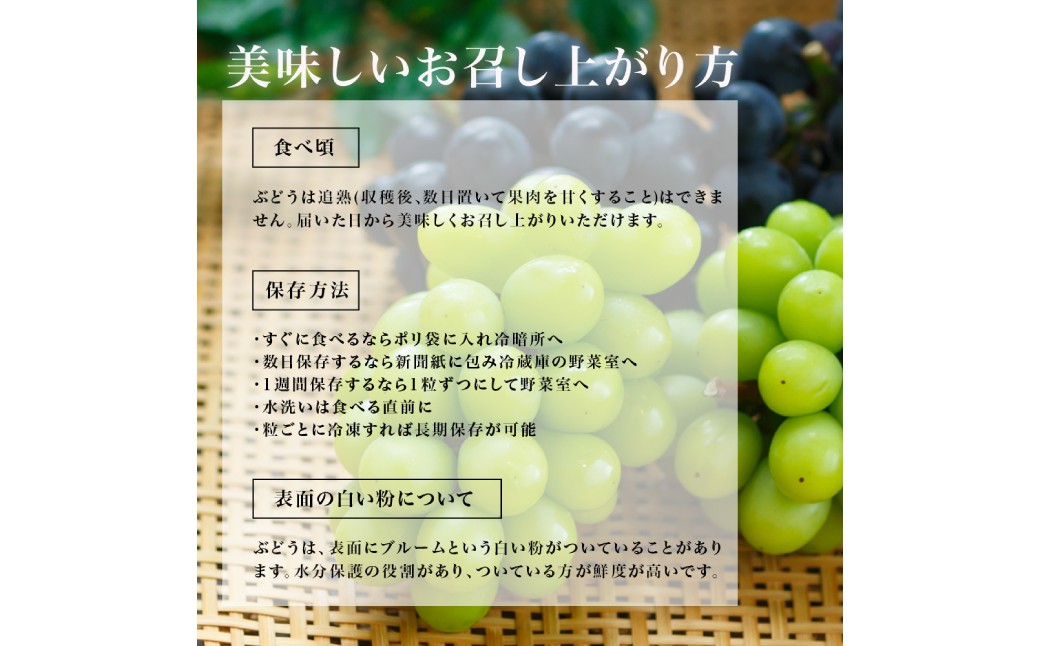 【先行予約】岡山県産 瀬戸ジャイアンツ2房（1房480ｇ以上）約1kg 化粧箱入り
