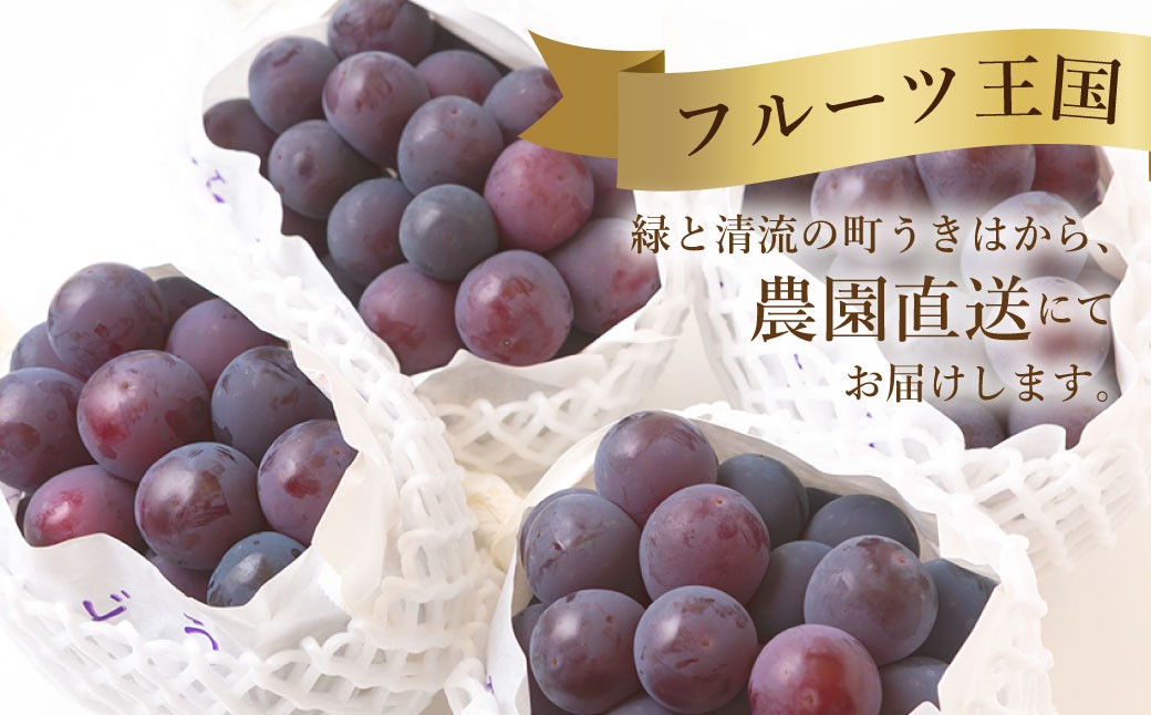 6月に食べられるぶどうピオーネ3～5房（約2kg）