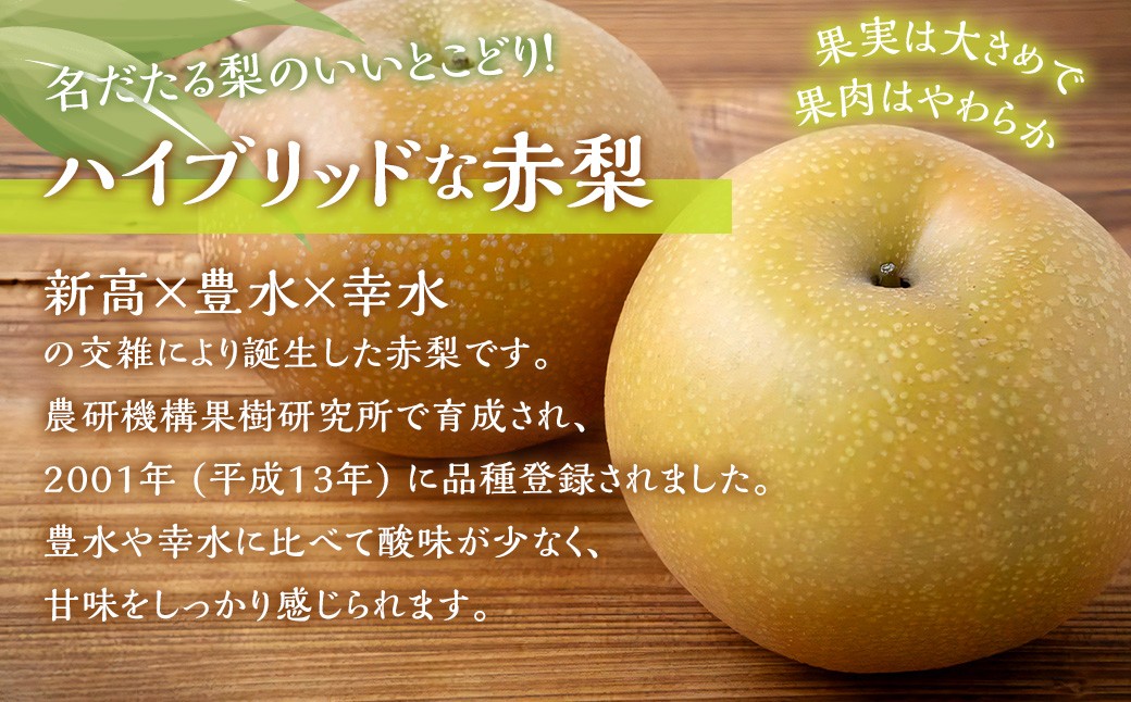 あきづき梨 8玉～13玉 （約5kg）