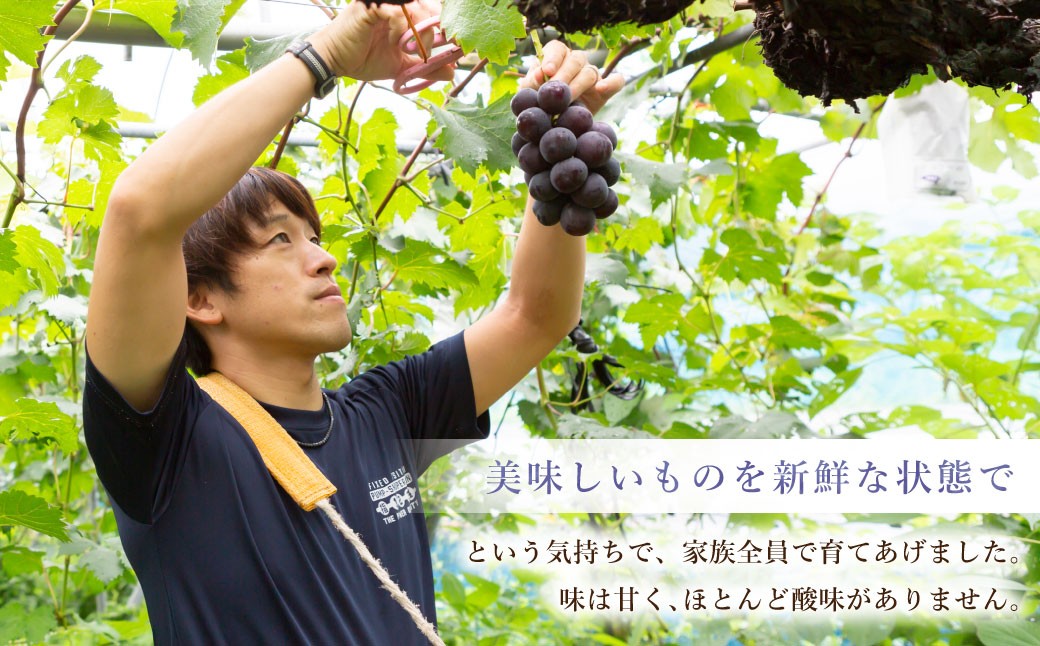 6月に食べられるぶどうピオーネ3～5房（約2kg）