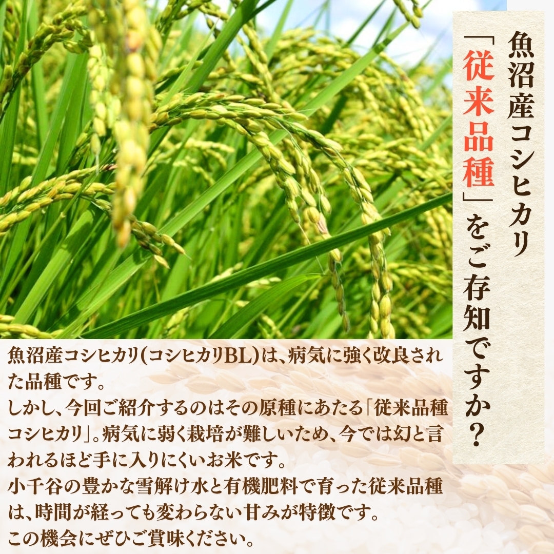 【お米の定期便】希少原種コシヒカリ モチモチ食感と優しい甘みが主役級の美味しさ