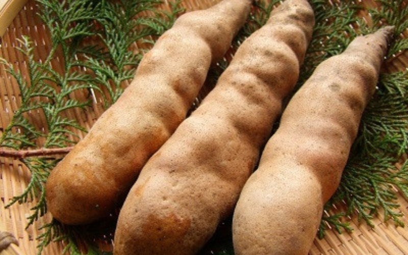 「やまのいも銀沫」、中国山地の山間の風土・気候と清冽な水の恵みを受けた特産品です。