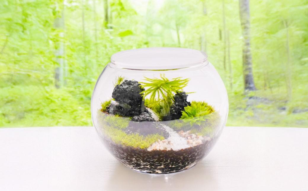 苔テラリウムの制作体験チケット ペアチケット