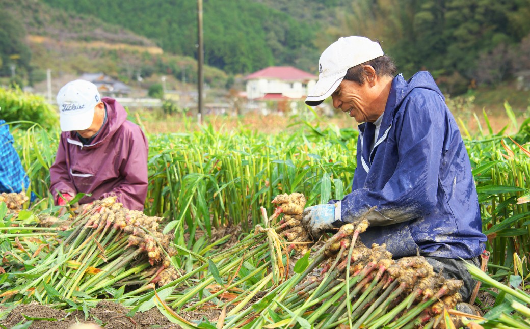 黄金しょうが 約1kg