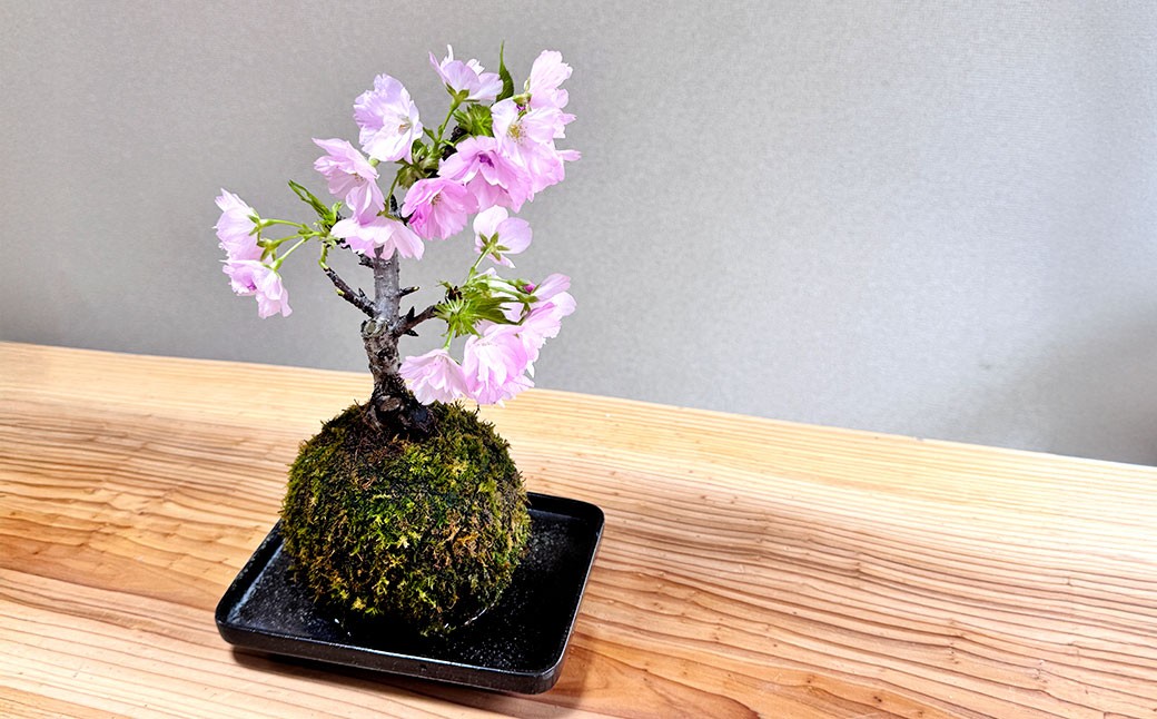 苔テラリウムの制作体験チケット ペアチケット