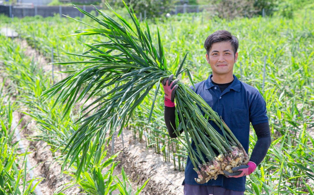 黄金しょうが 約1kg