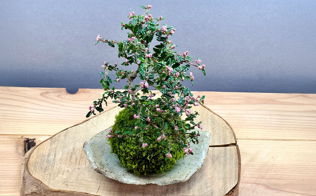 苔テラリウムの制作体験チケット ペアチケット