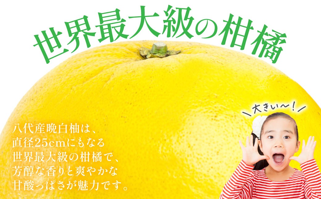 八代産晩白柚は、直径25cmにもなる世界最大級の柑橘で、芳醇な香りと爽やかな甘酸っぱさが魅力です。