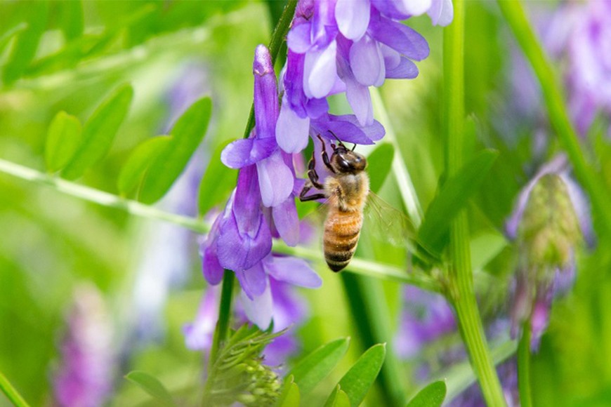 ヘアリーベッチとミツバチ