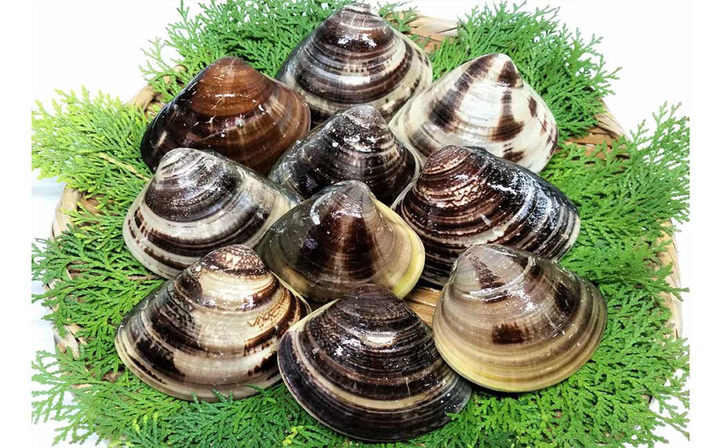 【特大】桑名産蛤（ハマグリ） 5.0kg