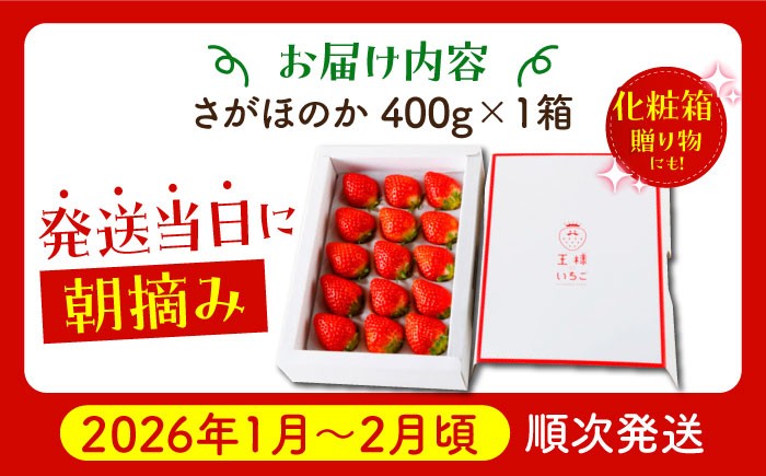 いちご イチゴ 苺 朝摘み 贈答 贈り物 プレゼント ギフト 農家直送 産地直送 果物 フルーツ 佐賀 佐賀県産