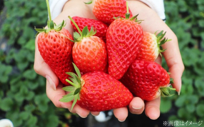 ベリーツ イチゴ 甘い 苺 フルーツ デザート 国産いちご ブランド いちご おすすめフルーツ ストロベリー 旬の果物