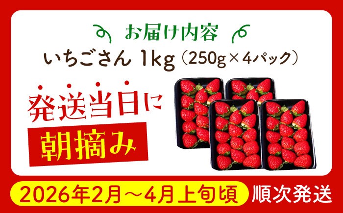 朝摘みいちご いちごさん 1kg（250g×4パック）【むらおか農園】 [HAF023] / いちご 苺 イチゴ 果物