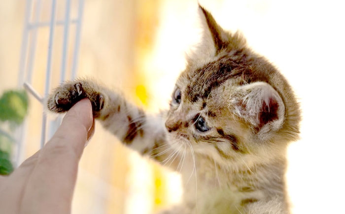 ねこ 雑貨 木製 時計 木製時計 缶バッジ 首輪 ペット シュシュ おもちゃ バッグ カレンダー セット お楽しみ 保護猫 支援