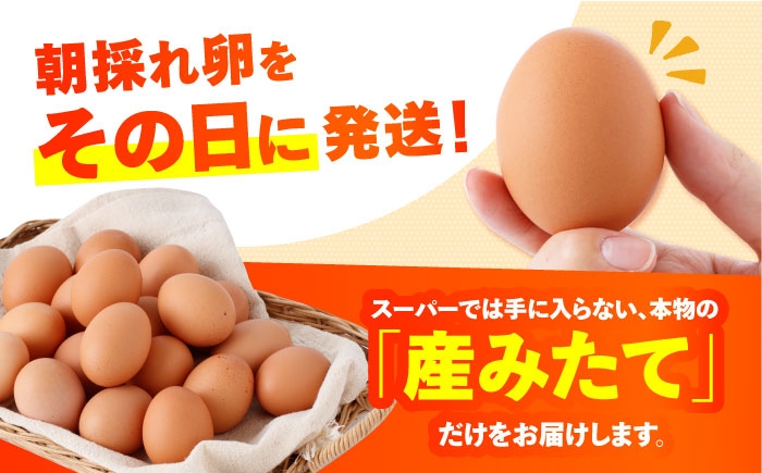 卵 玉子 たまご タマゴ 赤たまご 卵焼き 玉子焼き 生卵 ゆで卵 鶏卵 黄身 鶏 卵かけごはん とれたて