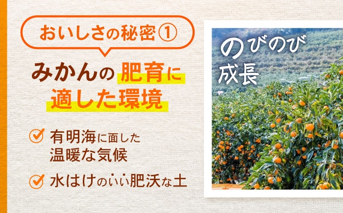 みかん 温州みかん 蜜柑 ミカン 柑橘 オレンジ おれんじ 青果 果物 くだもの フルーツ ふるーつ 甘い 甘味 ジューシー