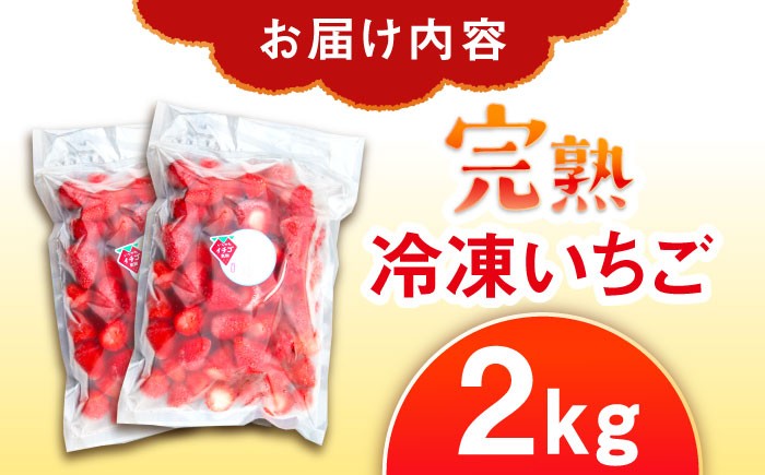 冷凍いちご 冷凍苺 冷凍イチゴ いちご イチゴ 苺 冷凍 果物 産地直送 完熟 贈答 ギフト おすすめ 人気 岐阜県 恵那市