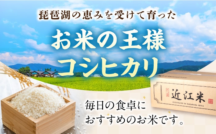 近江米 コシヒカリ こしひかり 滋賀県産 国産 10kg 米 コメ お米 白米 ご飯 おにぎり ご飯のお供 お弁当 おすすめ