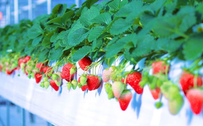 冷凍いちご 冷凍苺 冷凍イチゴ いちご イチゴ 苺 冷凍 果物 産地直送 完熟 贈答 ギフト おすすめ 人気 岐阜県 恵那市