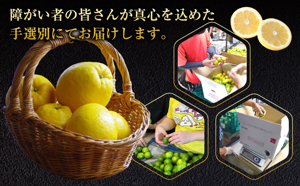 【規格外品】河内晩柑 ご家庭用  15kg サイズ不選別 柑橘 晩柑