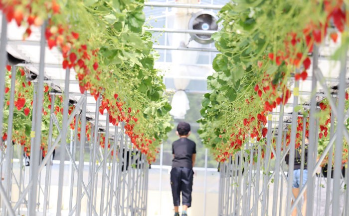 冷凍いちご 冷凍苺 冷凍イチゴ いちご イチゴ 苺 冷凍 果物 産地直送 完熟 贈答 ギフト おすすめ 人気 岐阜県 恵那市