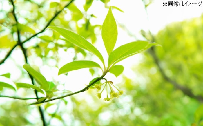 ウイルスをやっつける！リラックス効果抜群の話題のクロモジ茶 お茶 クロモジ茶