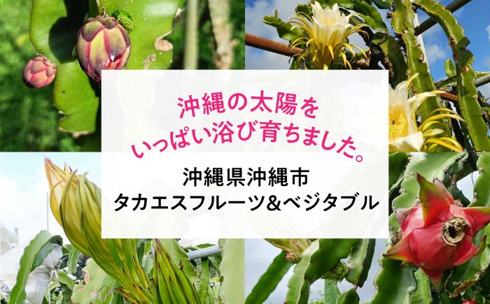 フルーツ ふるーつ 赤 果肉 レッド ピタヤ トロピカルフルーツ トロピカル くだもの 青果 果実 国産 産地直送 産直 沖縄市