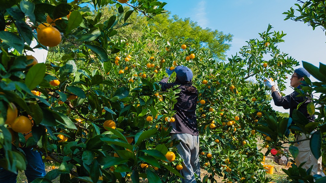 寒い時期のビタミン補給に。おやつ代わりにいかがでしょう？ (岩﨑農園・岩﨑太郎、亜紀)
