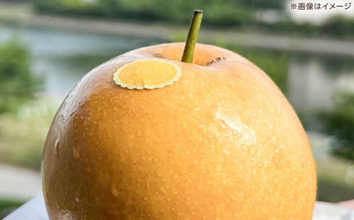 高知県 高知市 高知 針木 新高梨 梨 なし ナシ 和梨 3㎏ 3キロ 果物 フルーツ デザート 贈り物 ギフト プレゼント