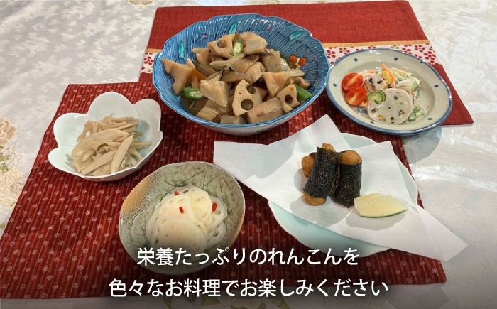 【3回定期便】もっちりとした食感がたまらない白石れんこん