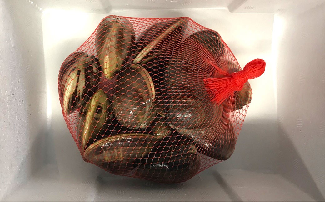 丸元水産 桑名産蛤 （ハマグリ） 2.2kg