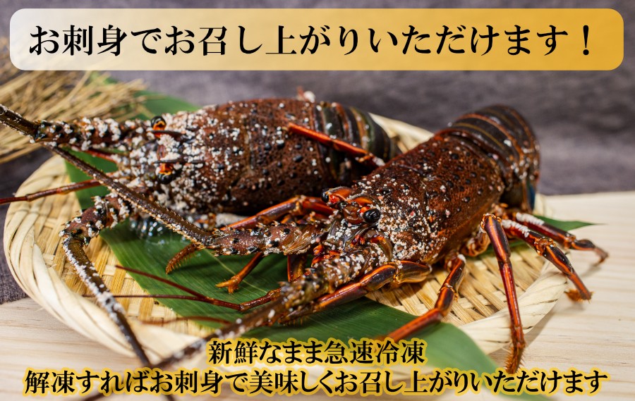 伊勢海老はお刺身でお召し上がりいただけます