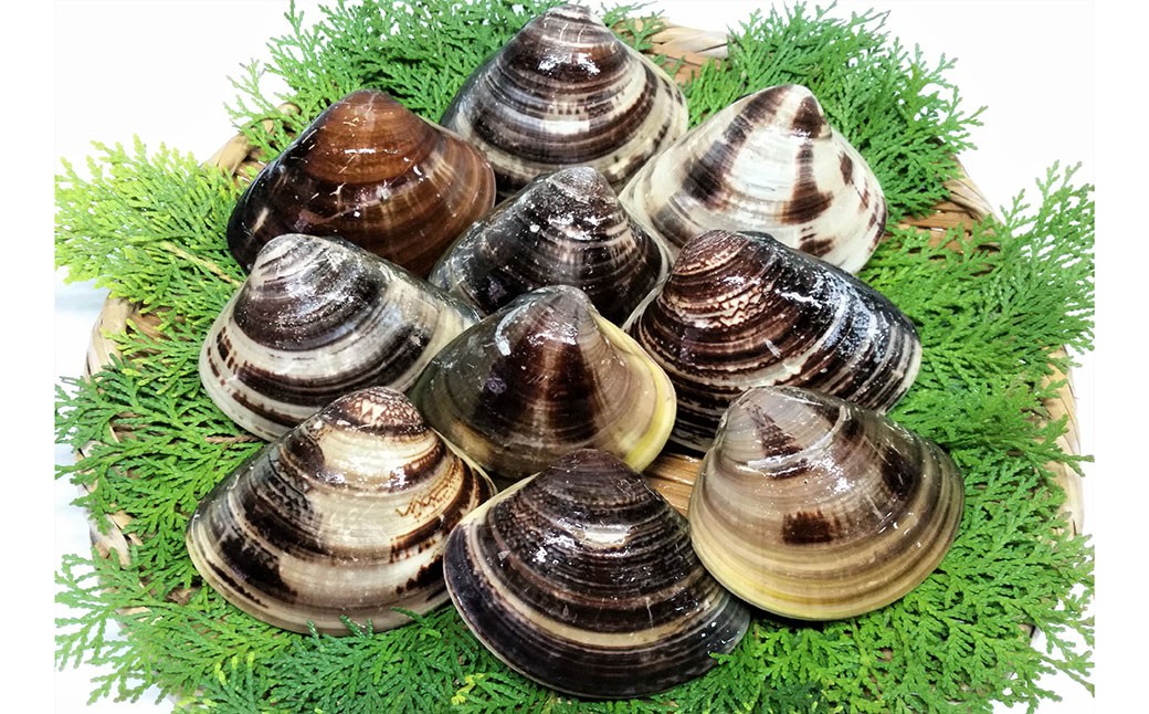 桑名産蛤（ハマグリ） 4.0kg