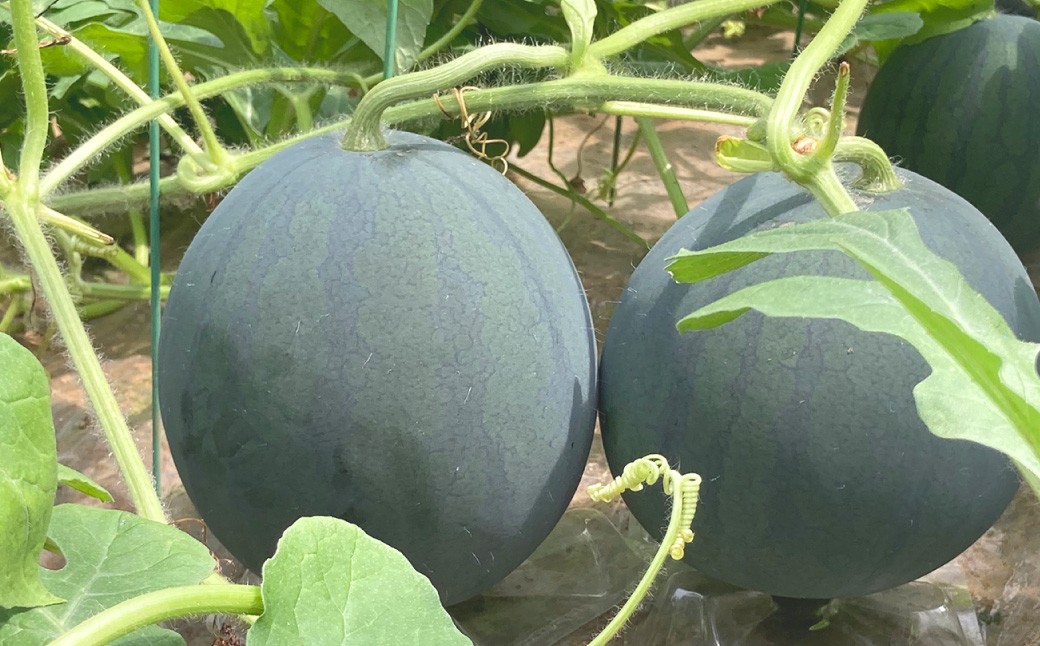 黒小玉 bonbonリッチ 1玉（2.5kg以上）