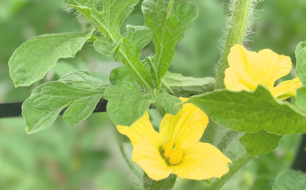 黒小玉 bonbonリッチ 2玉 各2kg以上