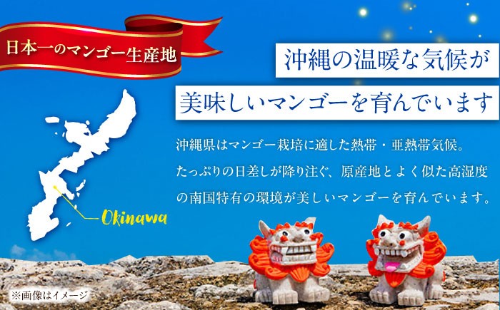 【 先行予約 2026年発送 】【贈答用】仲村農園の完熟アップルマンゴー2kg  マンゴー 沖縄 マンゴー 先行予約 