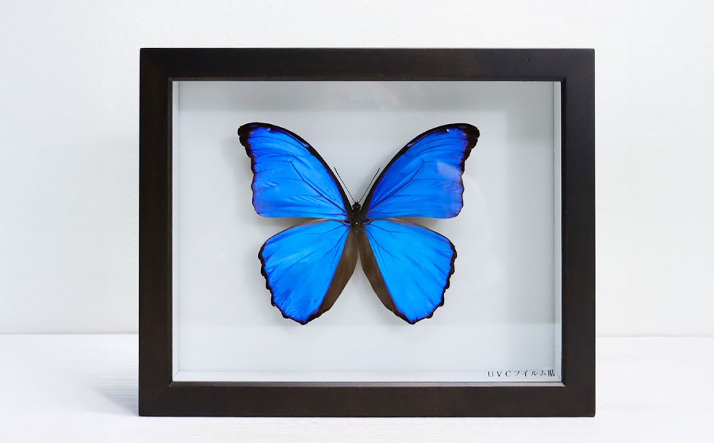 昆虫標本箱（ドイツ箱） モルフォ蝶 1頭入