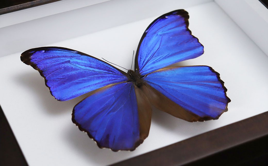 昆虫標本箱（ドイツ箱） モルフォ蝶 1頭入