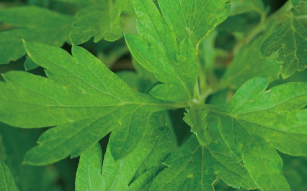 SHIRO ヨモギクレンジングオイル 150ml 1本