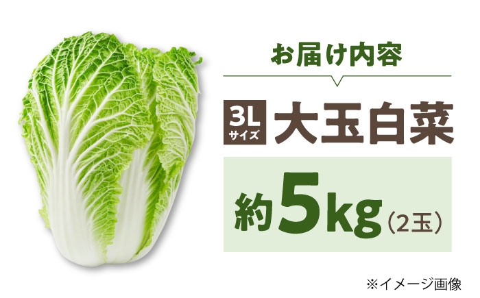 白菜5キロ　2玉