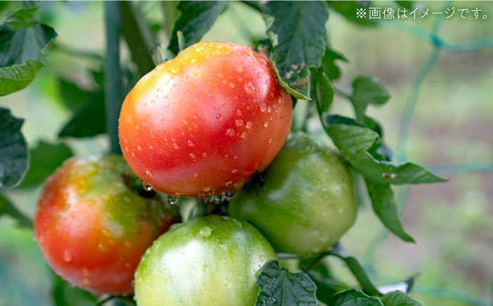 トマトジュース 完熟トマト トマト とまと 健康 美肌 ビタミン 完熟 セット 贈答 ギフト おすすめ 人気 岐阜県 恵那市