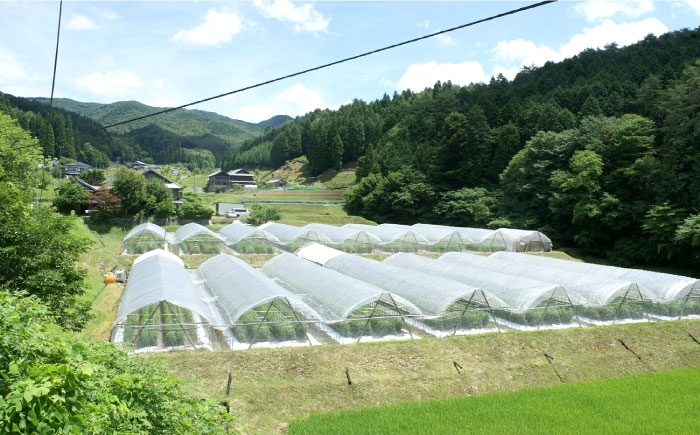 トマトジュース 完熟トマト トマト とまと 健康 美肌 ビタミン 完熟 セット 贈答 ギフト おすすめ 人気 岐阜県 恵那市