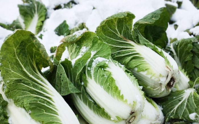 白菜5キロ　2玉