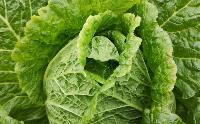 白菜5キロ　2玉