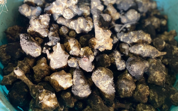 漬物 味噌漬け 味噌 菊芋 3種 食べ比べ セット おにぎり お茶漬け おつまみ 贈答 ギフト おすすめ 人気 岐阜県 恵那市